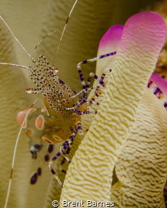 A spotted cleaner shrimp on a pink tipped anemone in Curacao by Brent Barnes 